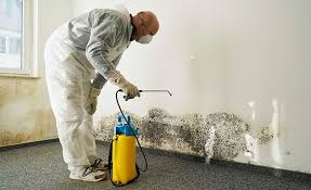 Best Attic Mold Removal  in Galliano, LA